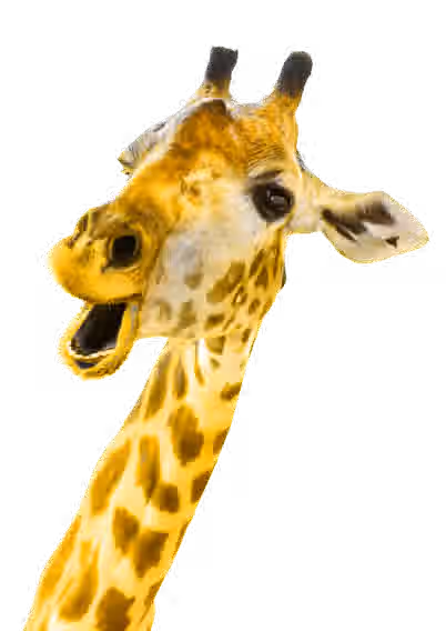 giraffe