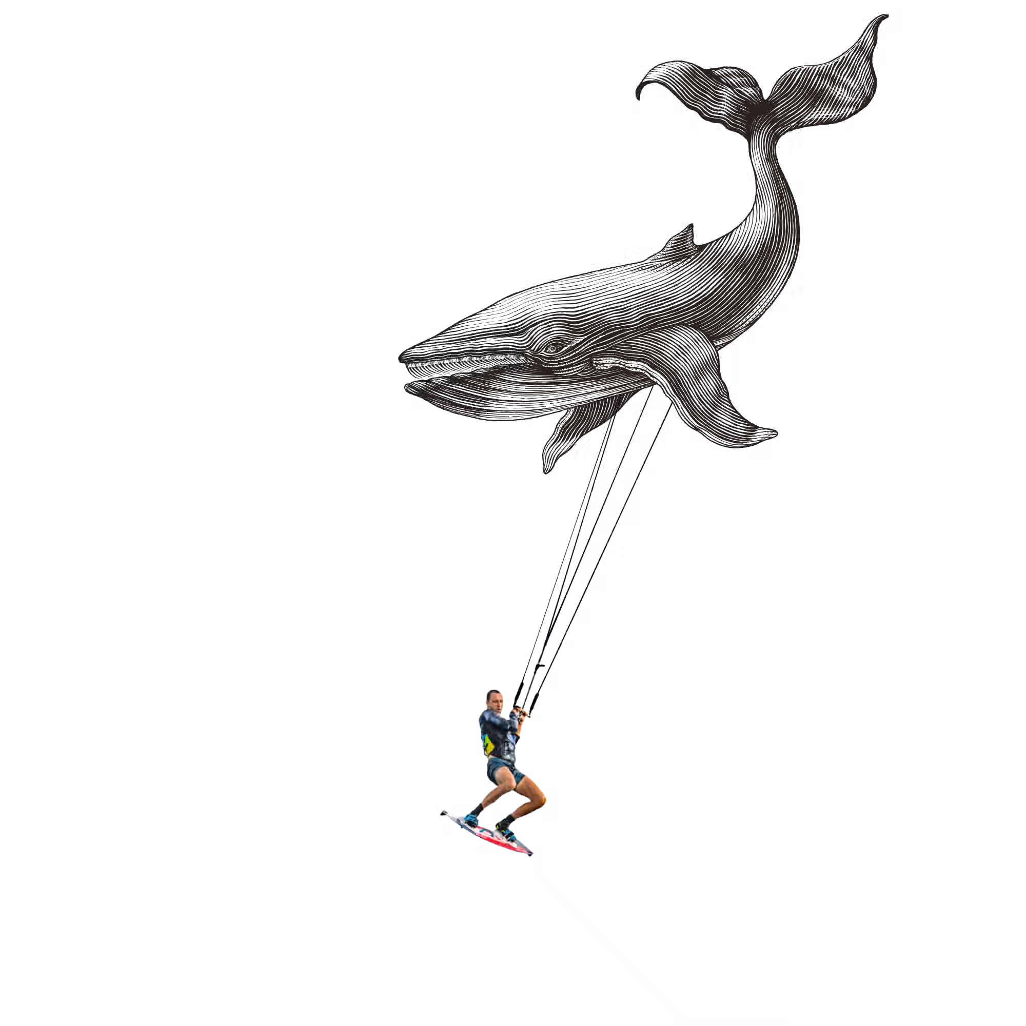 whale